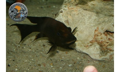 Petrochromis Tropheus Becken